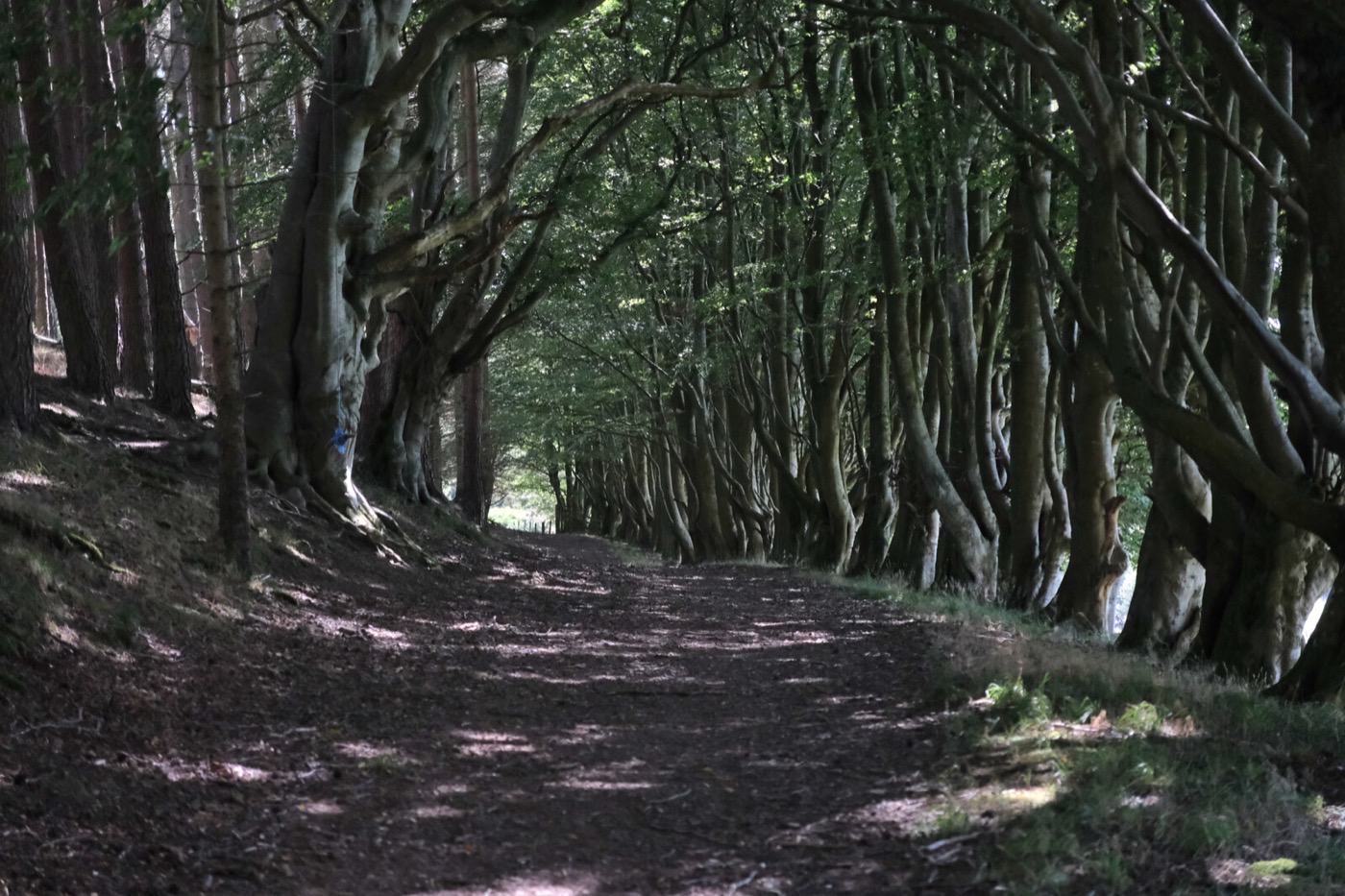 Shaded forest path near Quiet Vales